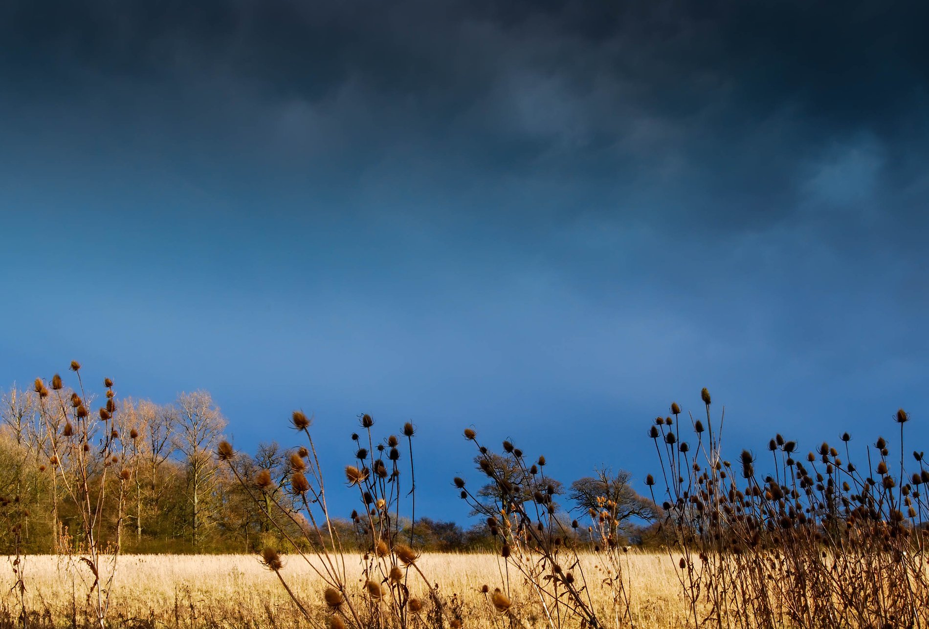 Teasels Under a Stormy Sky, Cambridgeshire