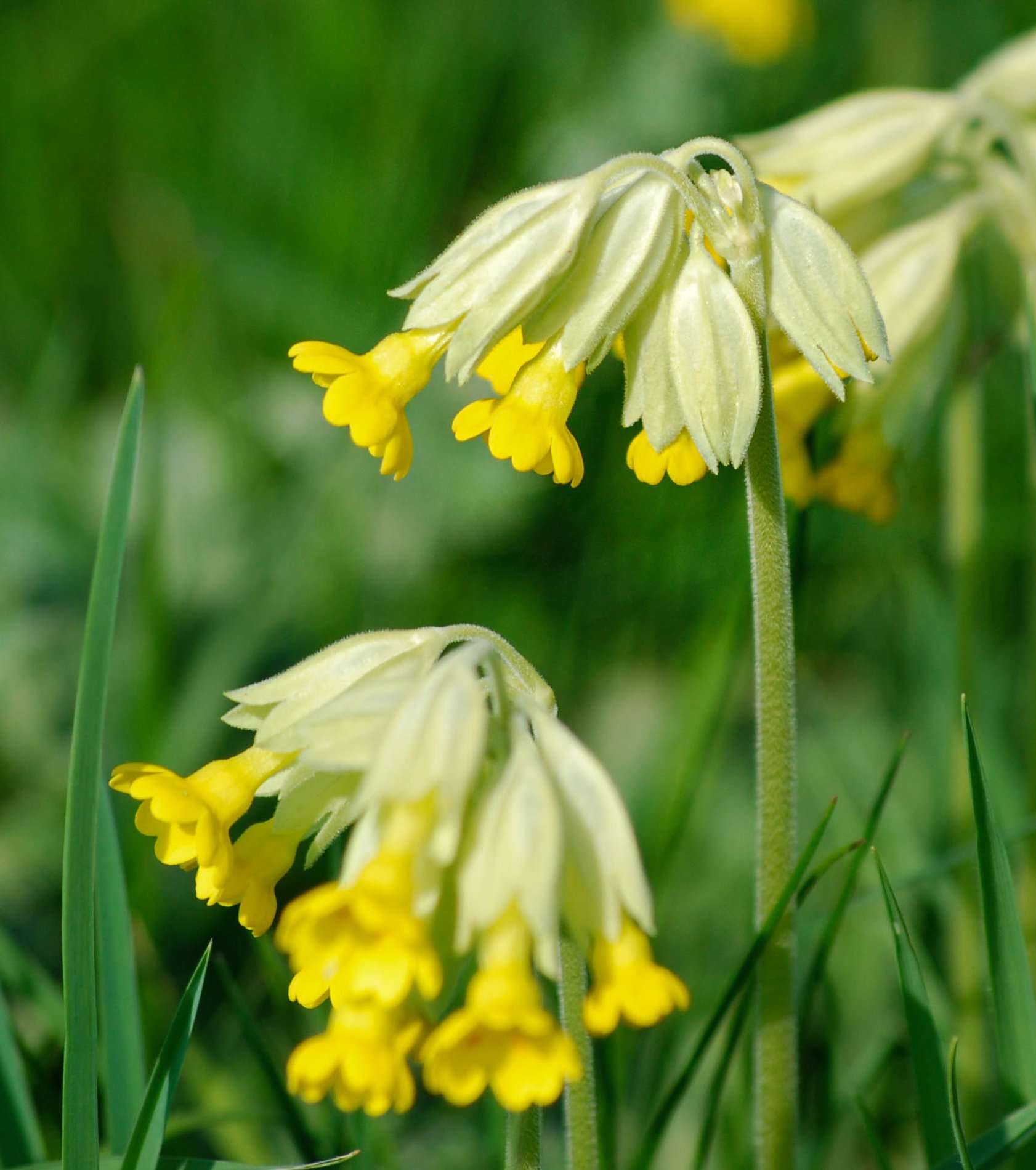 Cowslips, Houghton Meadows