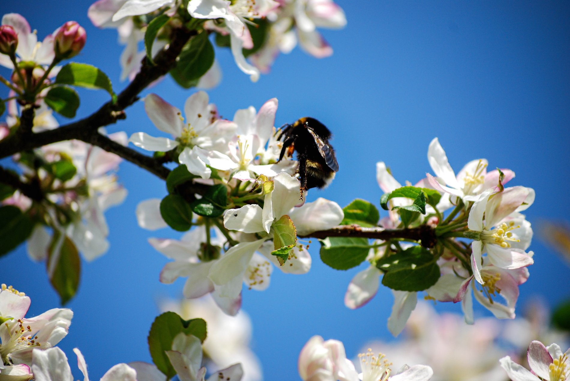 Hawthorn Blossom, Cambridgeshire