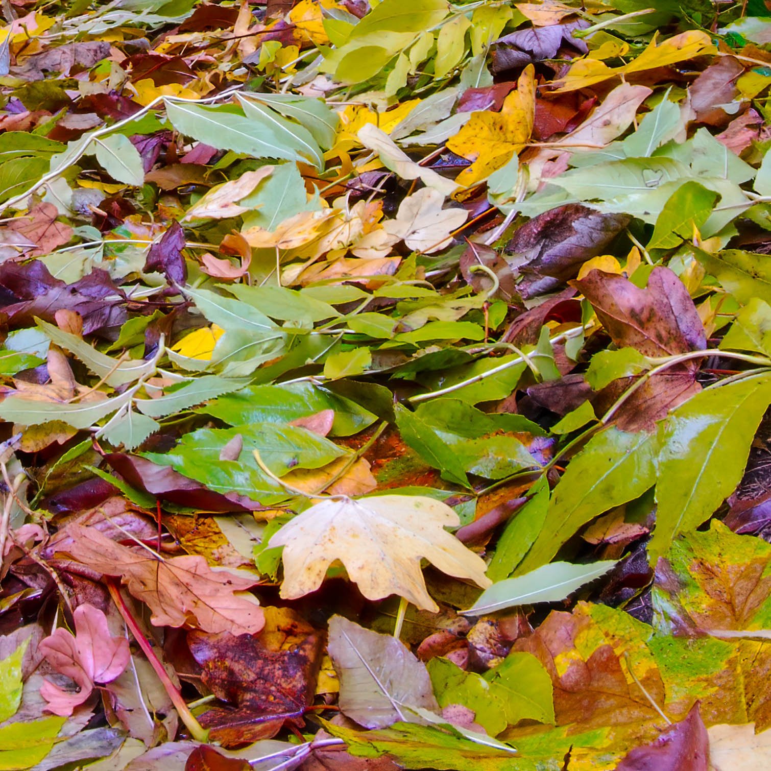 Autumn Leaves, Cambridgeshire