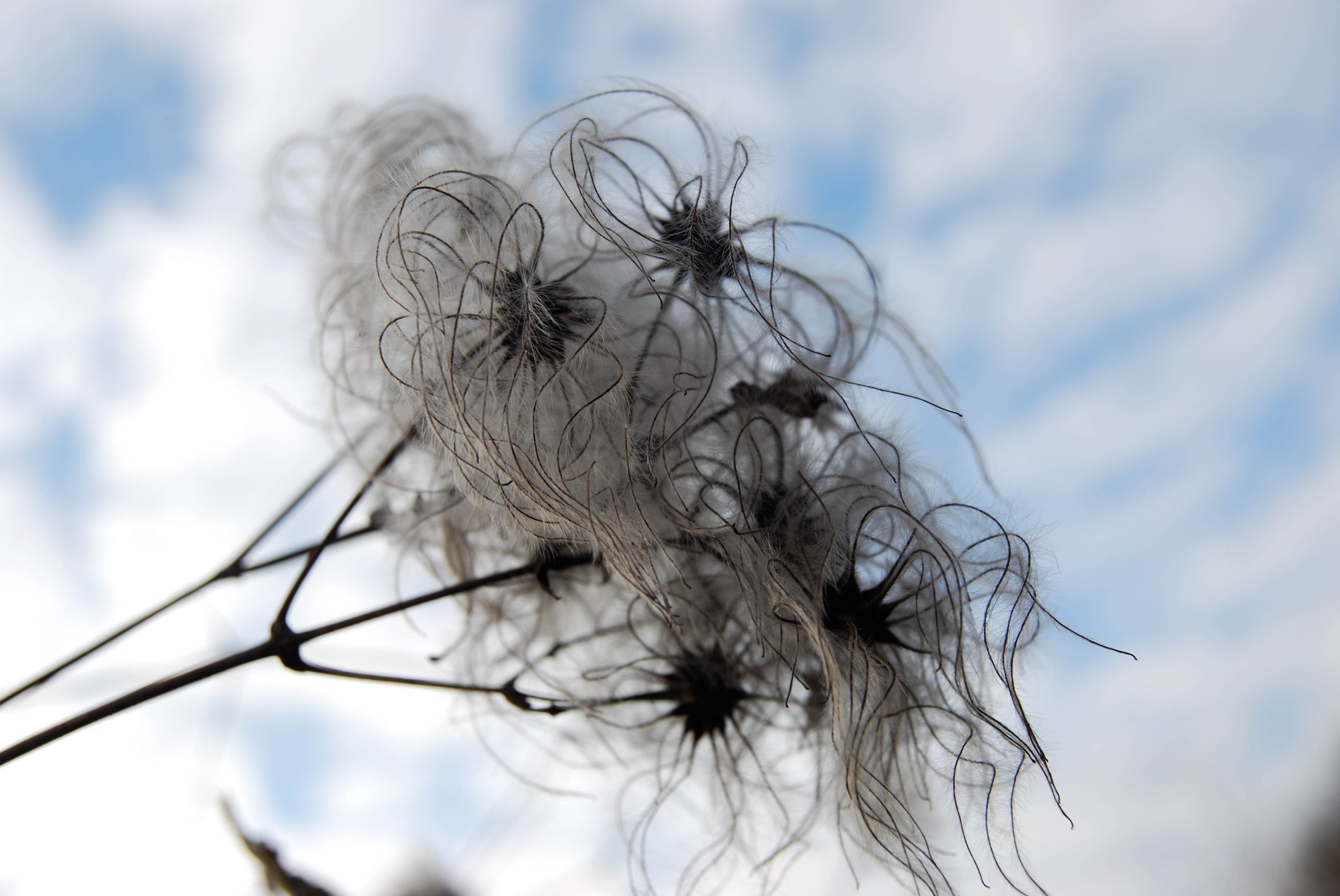 Old Man's Beard, Cambridgeshire