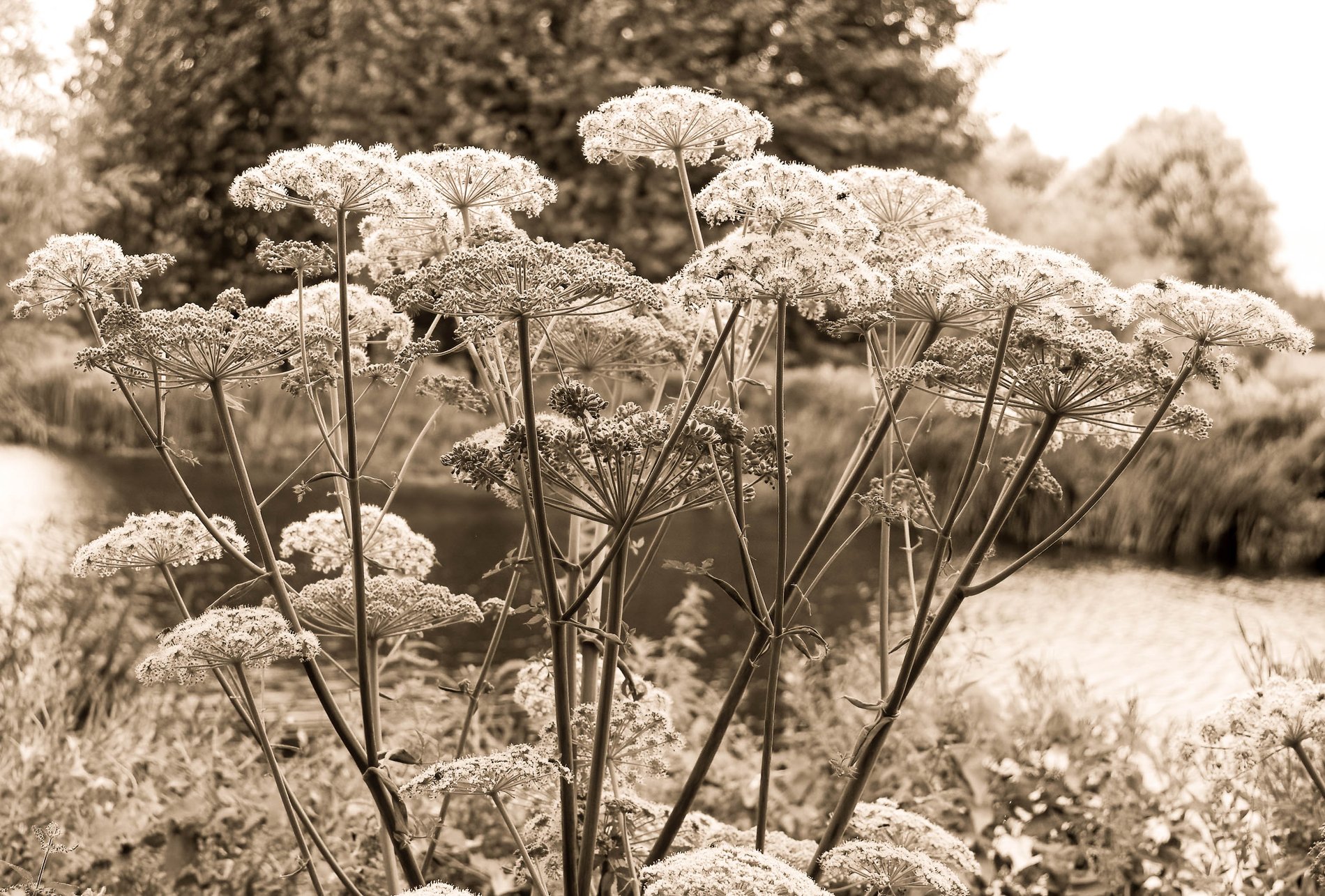 Cow Parsley, Cambridgeshire