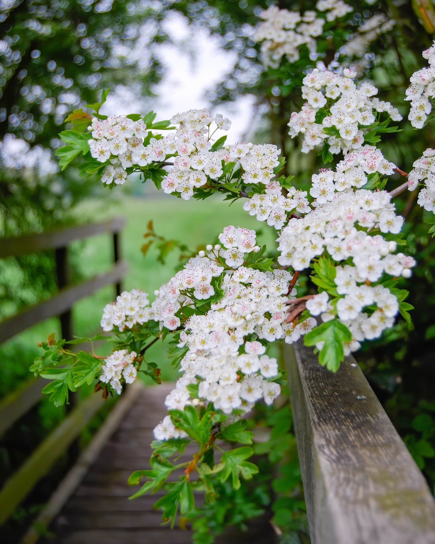 Hawthorn in Full Blossom, Cambridgeshire
