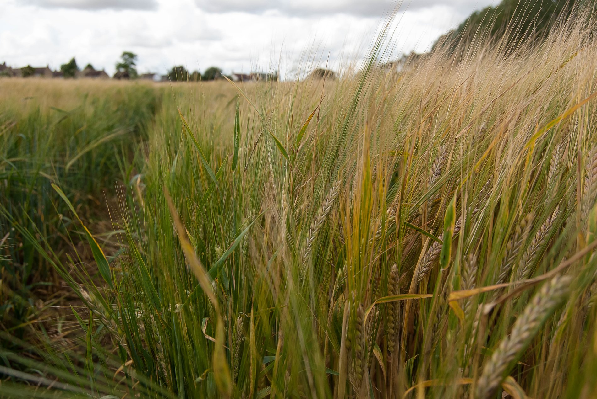 Wheat Field at Abbots Ripton, Cambridgeshire