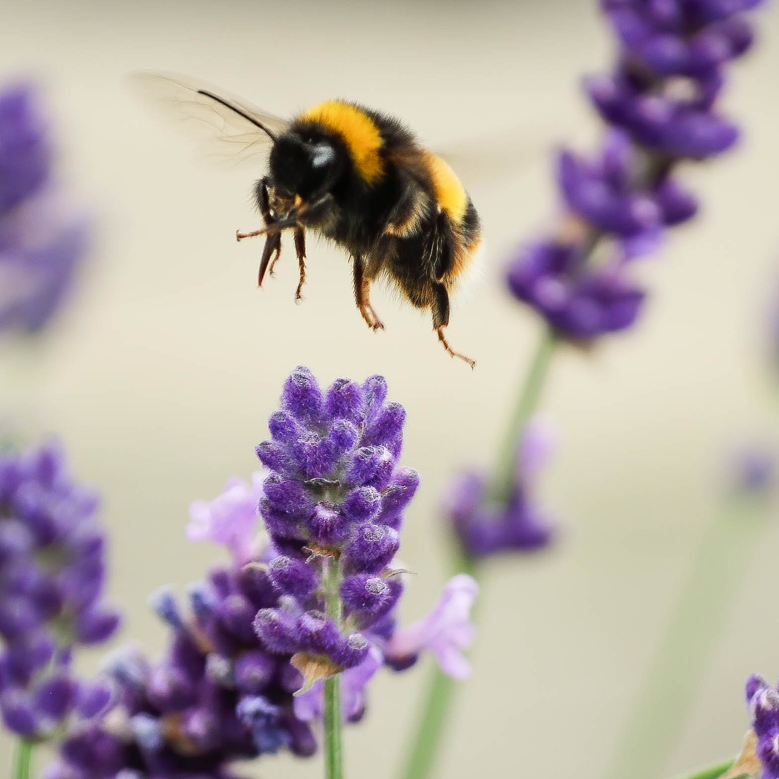 Bumblebee on Lavender, St Ives