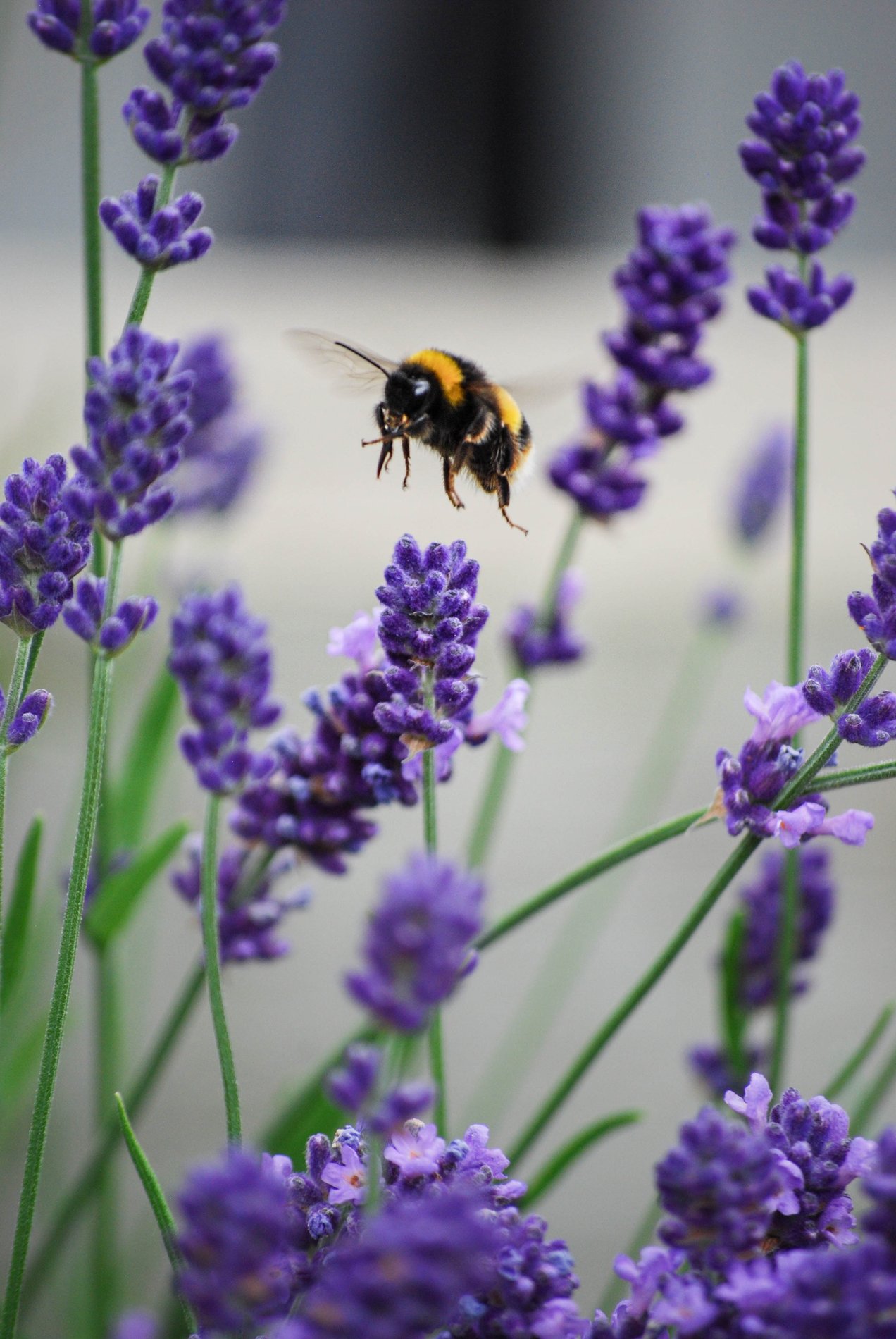 Bumblebee on Lavender, Cambridgeshire