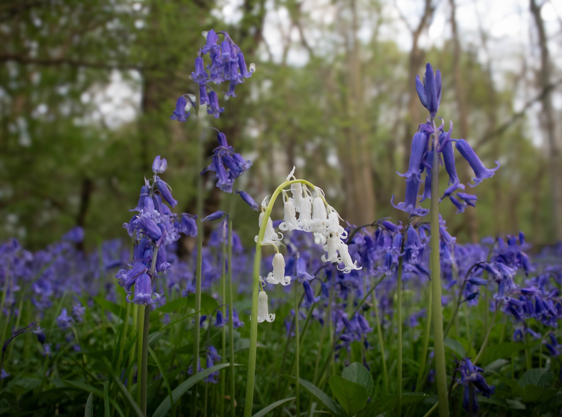 Rare White Bluebell Among the Blue, Cambridgeshire