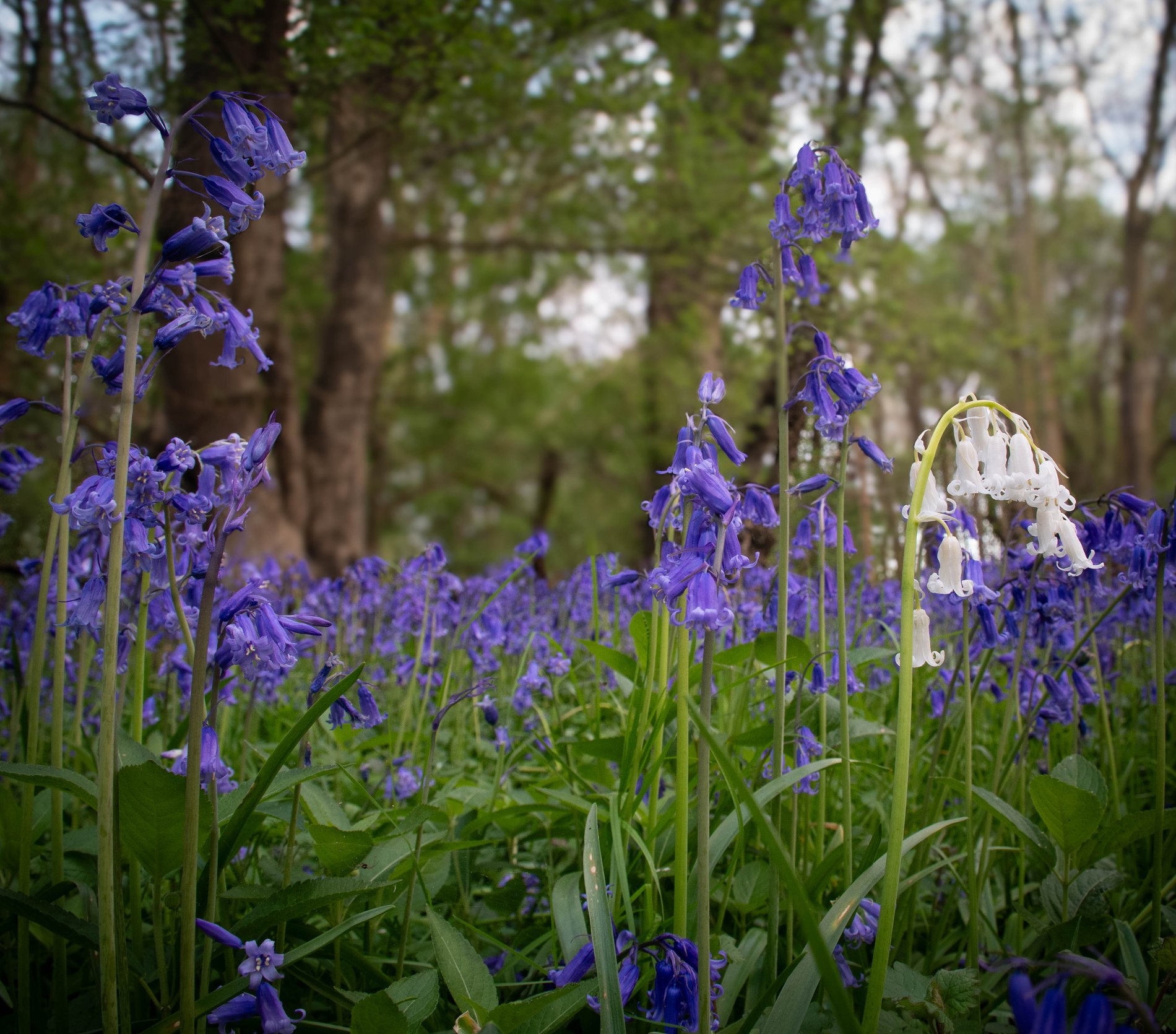 Blue Bells at Lady's Wood