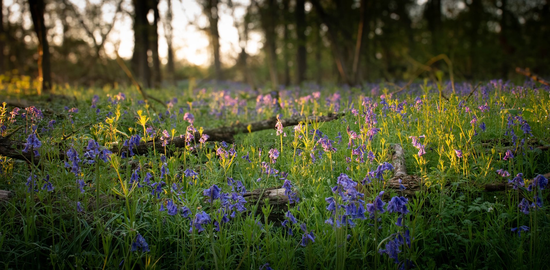 Pink Light Over the Bluebell Wood, Cambridgeshire