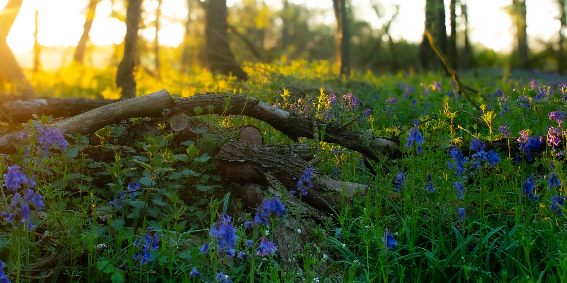 Golden Hour in the Bluebell Wood, Cambridgeshire