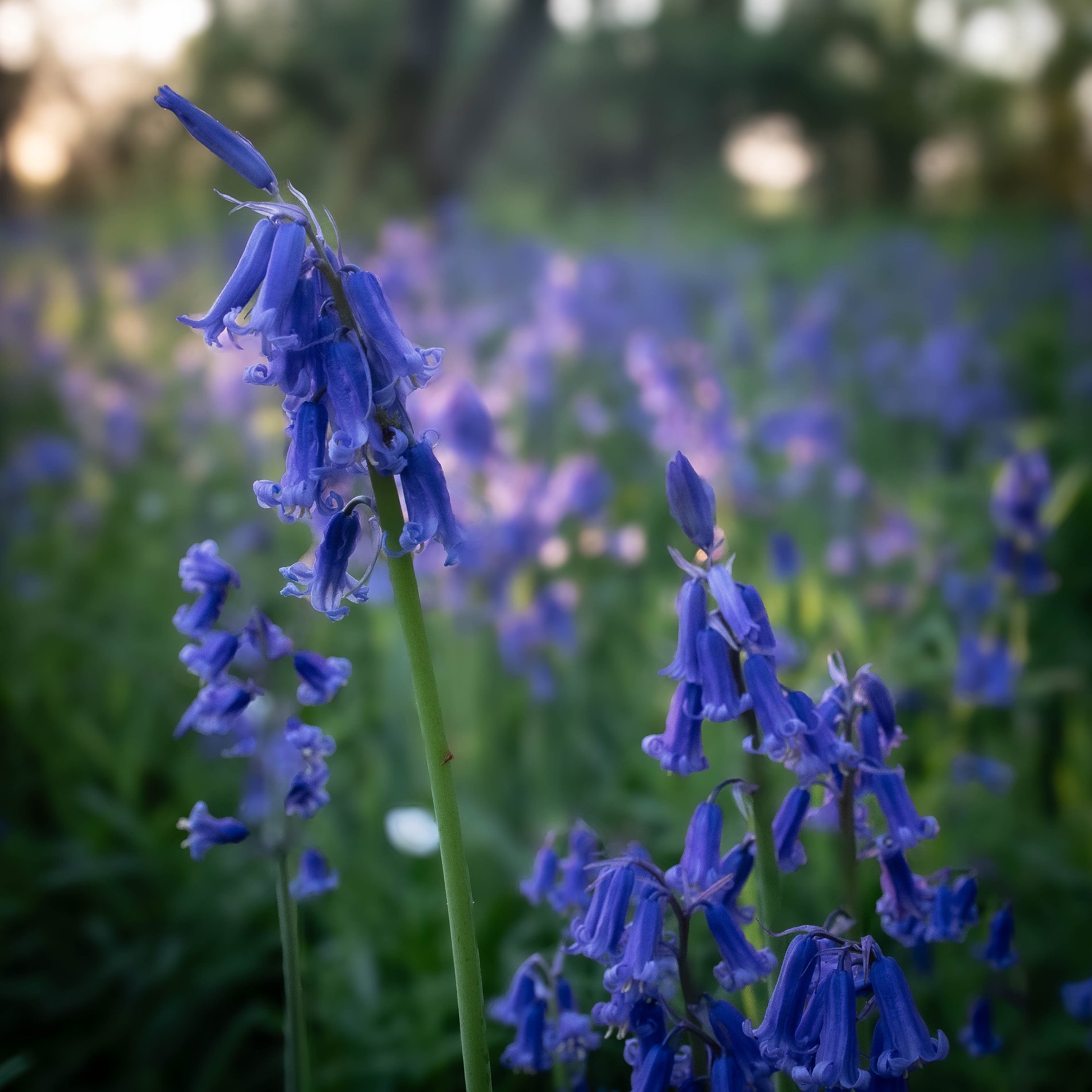 Single Bluebell, Cambridgeshire