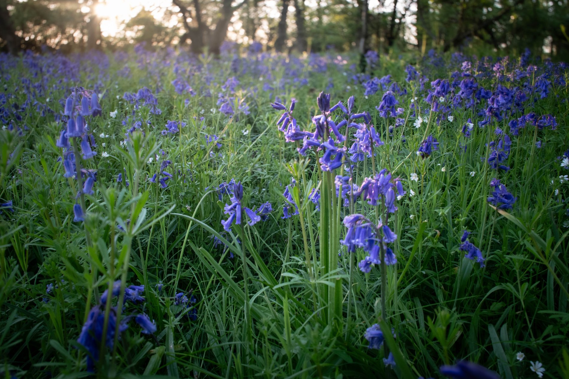 Bluebell Wood in Full Bloom, Cambridgeshire