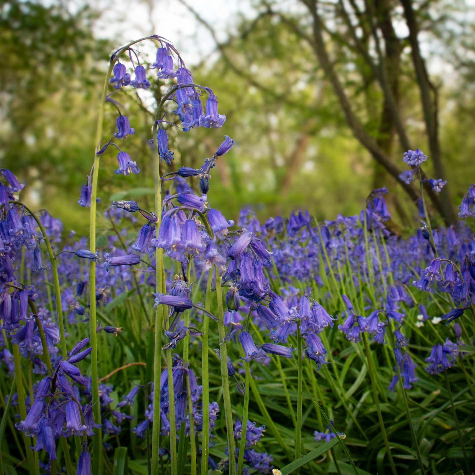 Spring Wildflowers on the Woodland Floor, Cambridgeshire