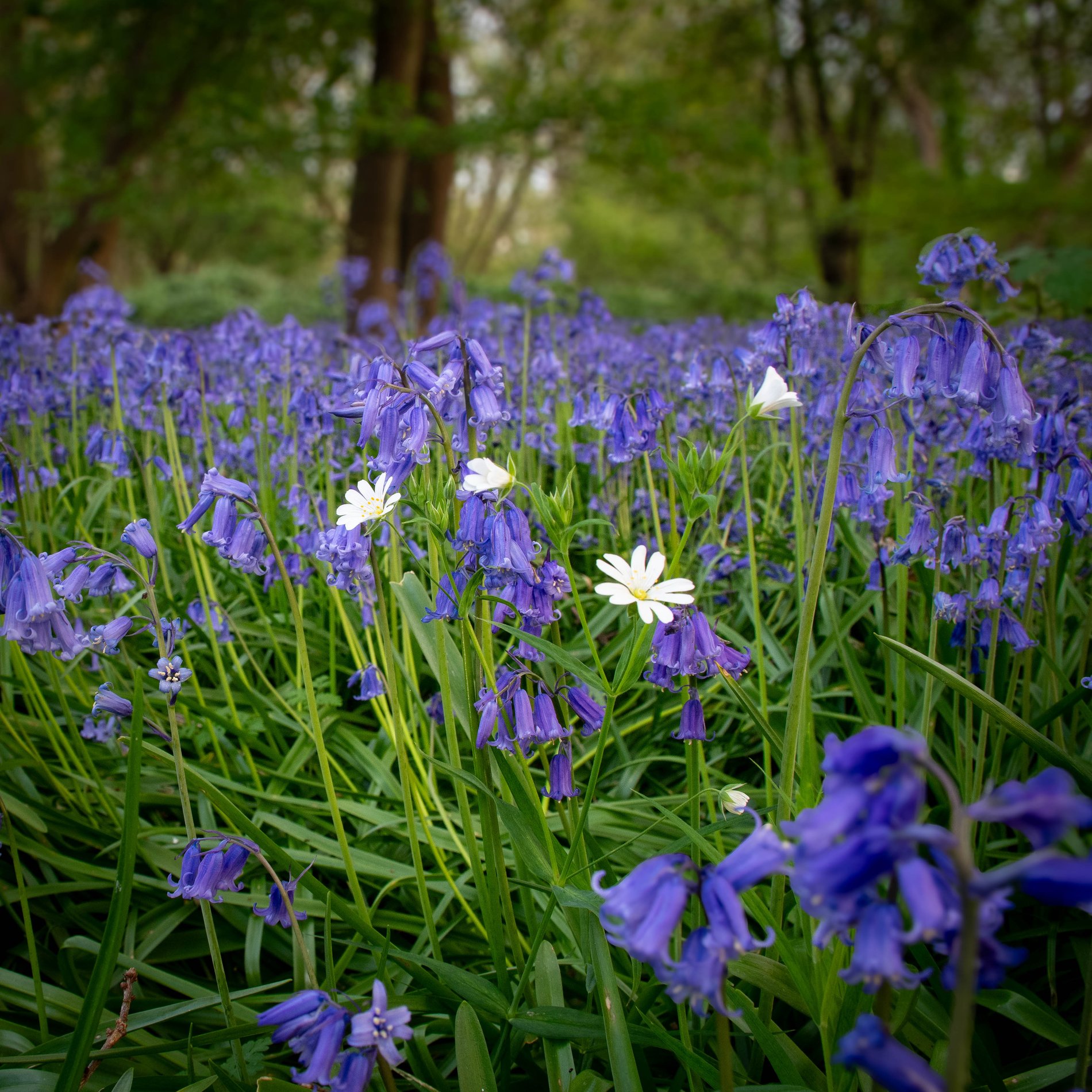 Bluebells and Stitchwort, Cambridgeshire