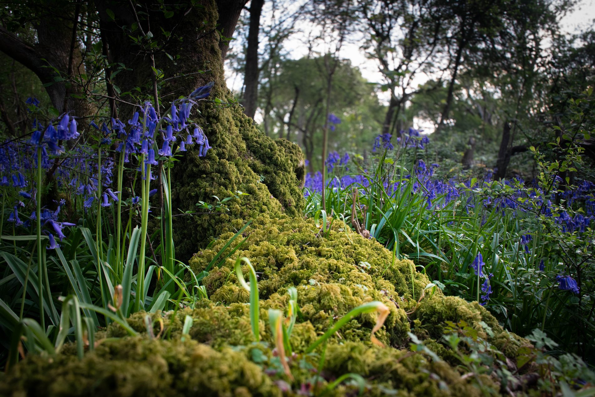 Moss and Bluebells at the Woodland Floor, Cambridgeshire