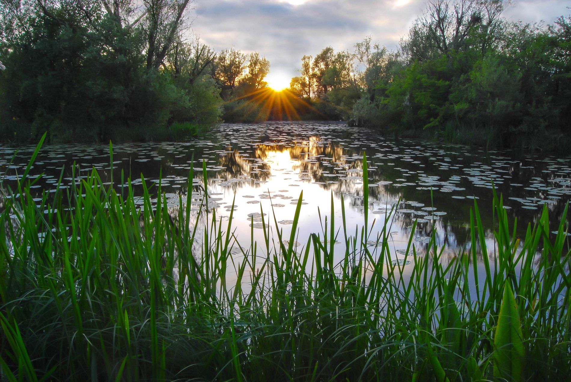 Bulrushes, Cambridgeshire