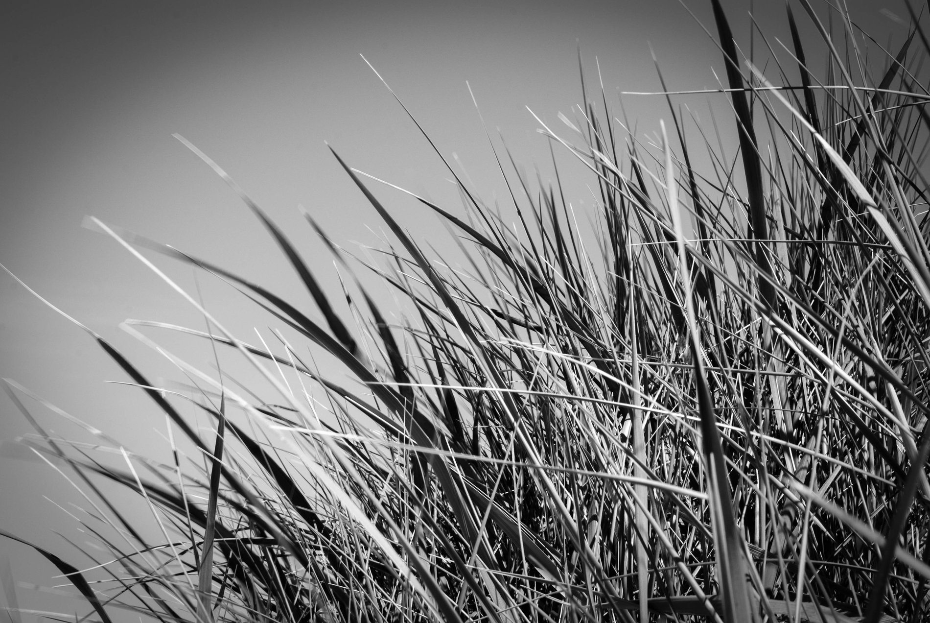 Marram Grass and Dunes, Brancaster