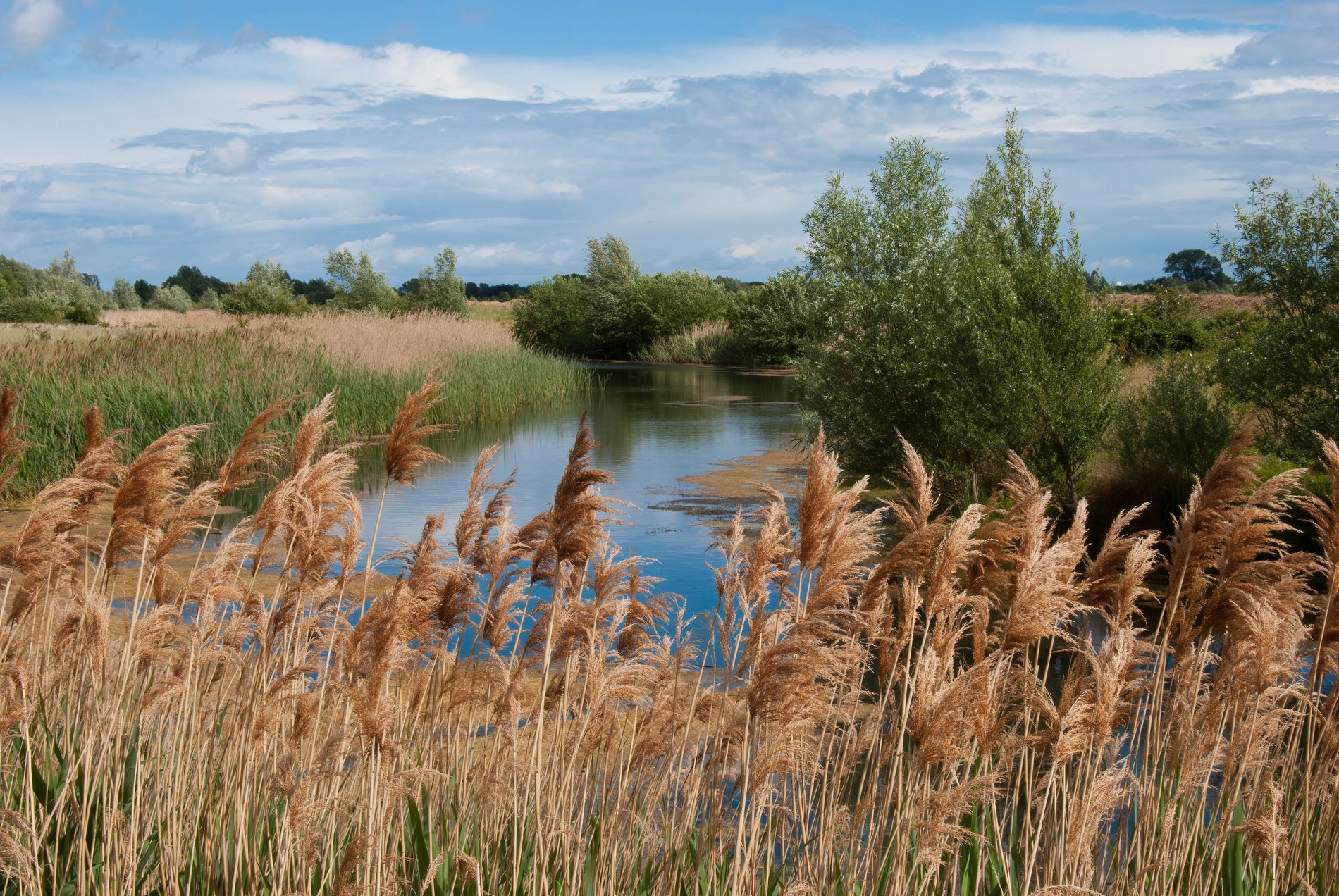 Ouse Fen Nature Reserve, Cambridgeshire