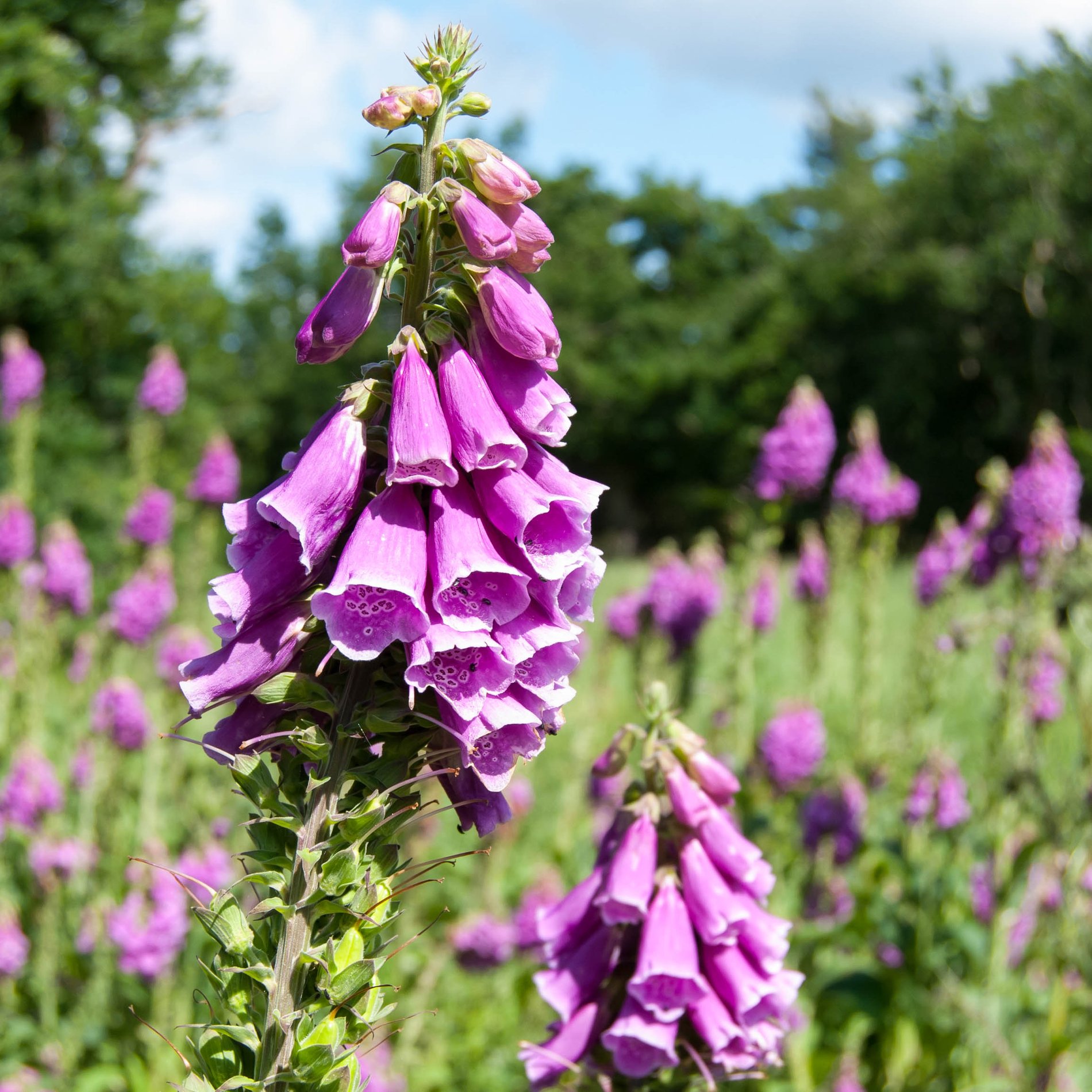 Foxgloves in Brampton Wood, Cambridgeshire