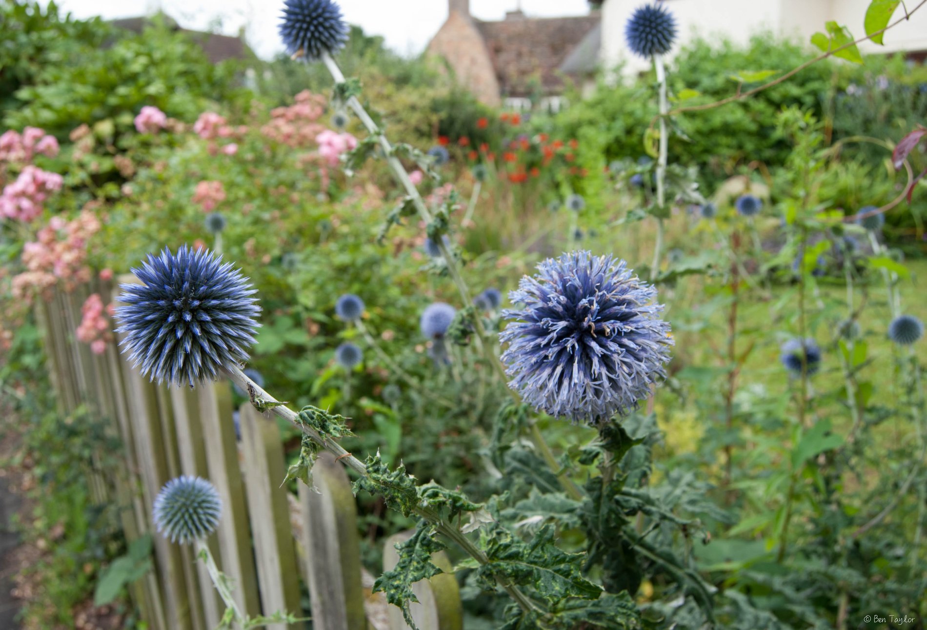 Cottage Garden, Hemmingford Grey
