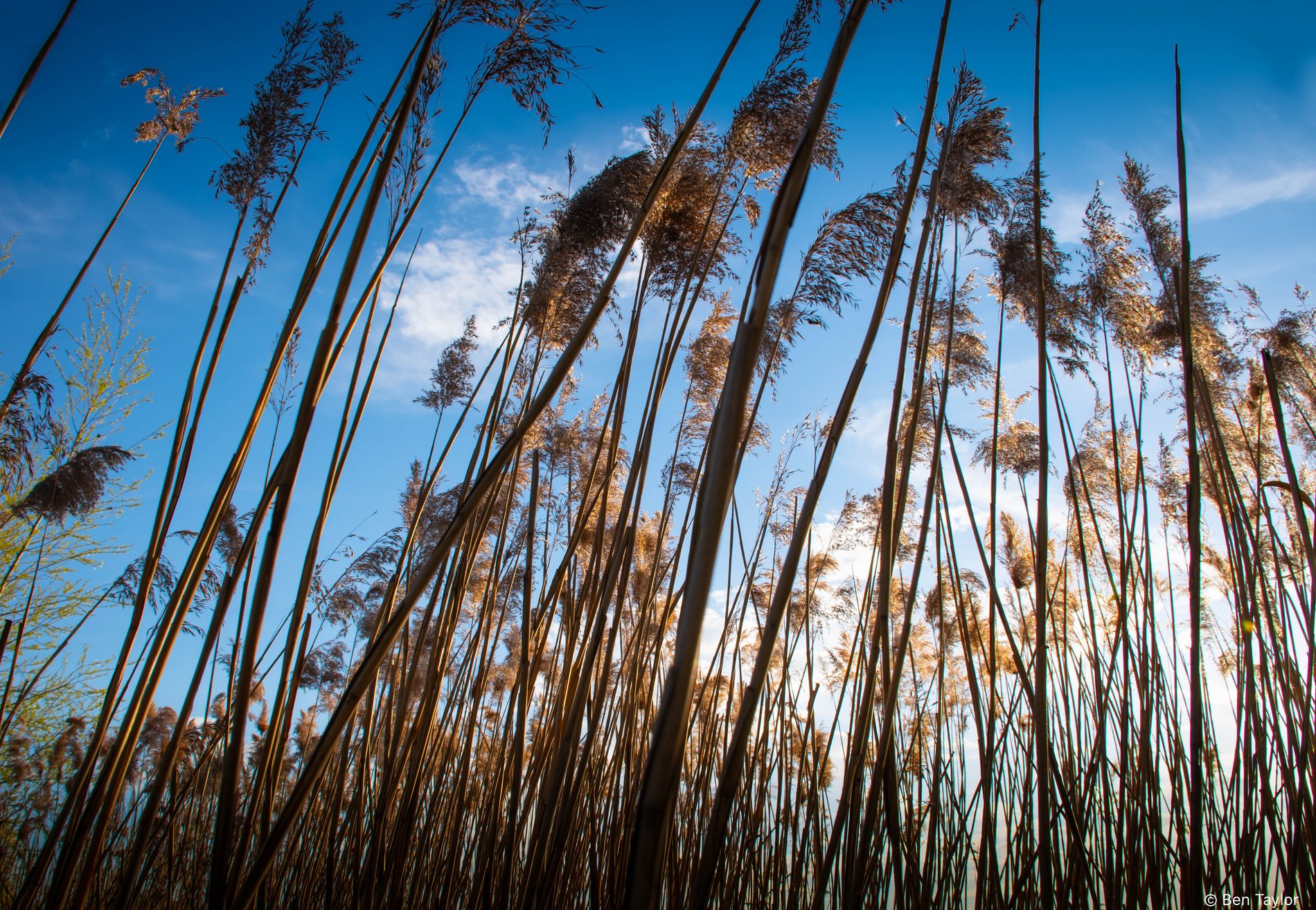 Grasses, Reeds & Bullrushes