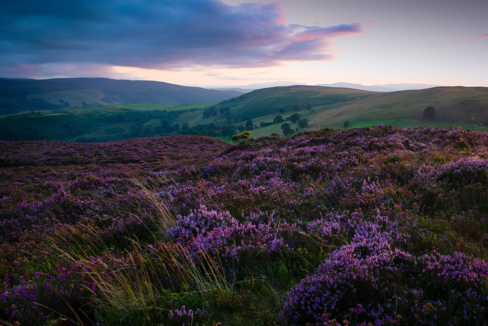 Heather at Sunset, North Wales