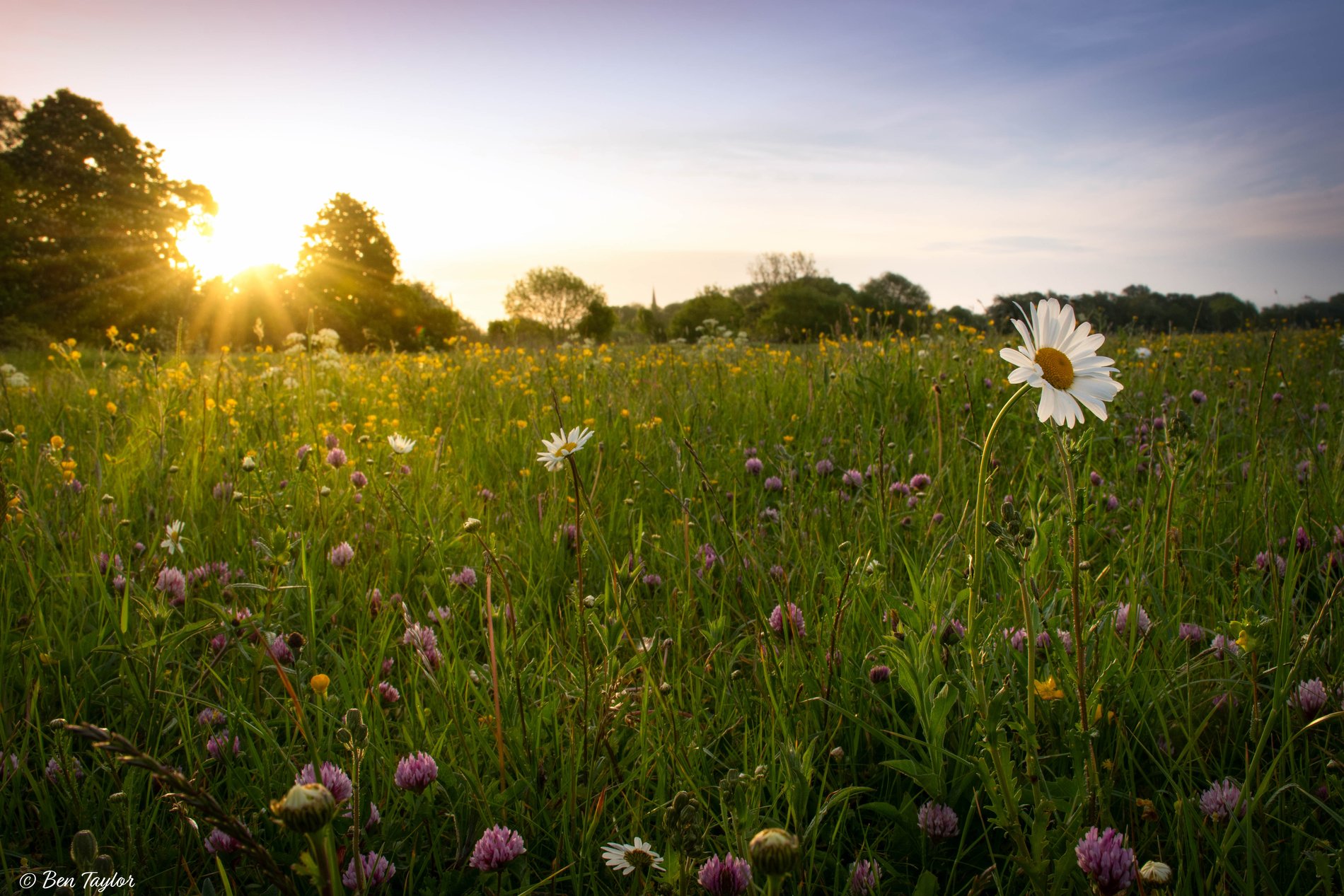 Houghton Meadows