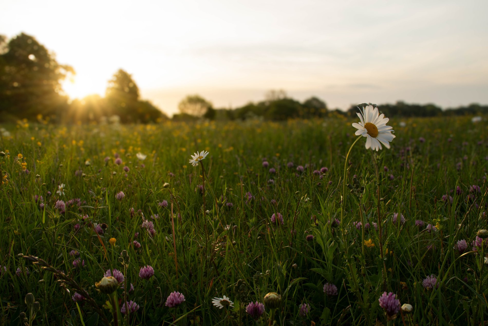 Spring Sunrise on Houghton Meadows