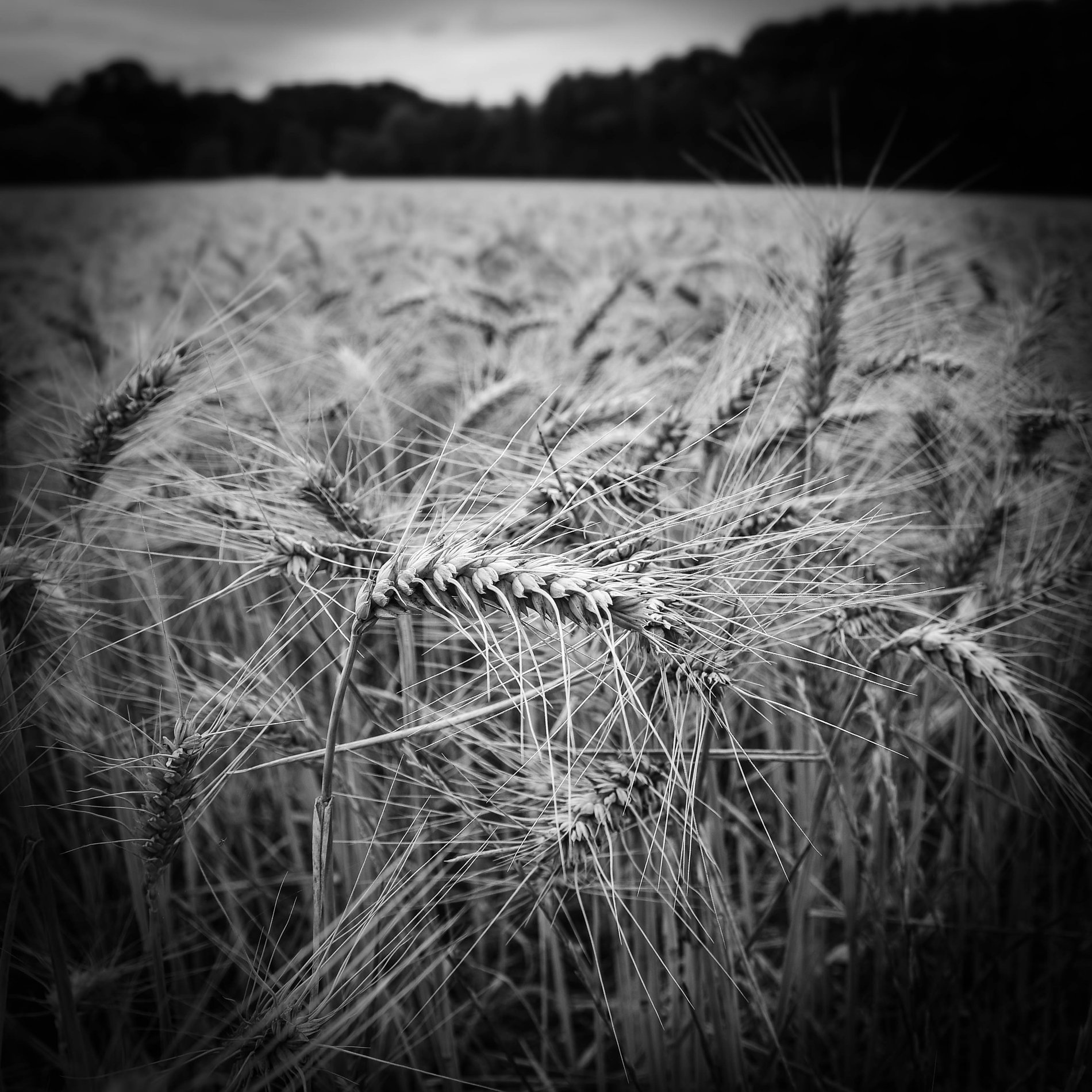 Wheat Field, Cambridgeshire