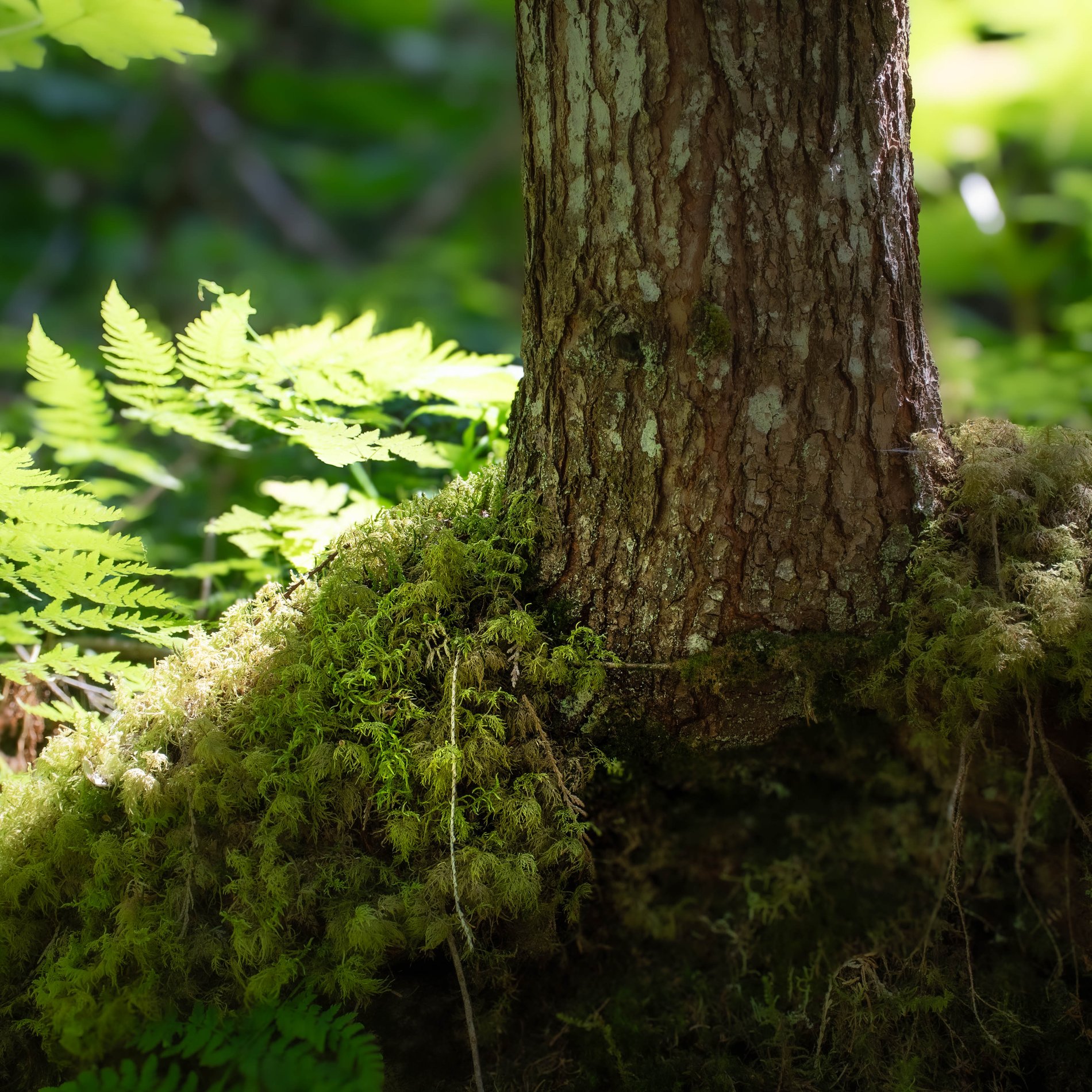 Moss and Fern at the Cedar's Base, British Columbia