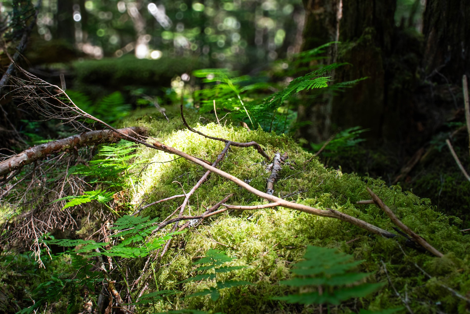 Moss-Bound Deadfall, Robson Valley, British Columbia