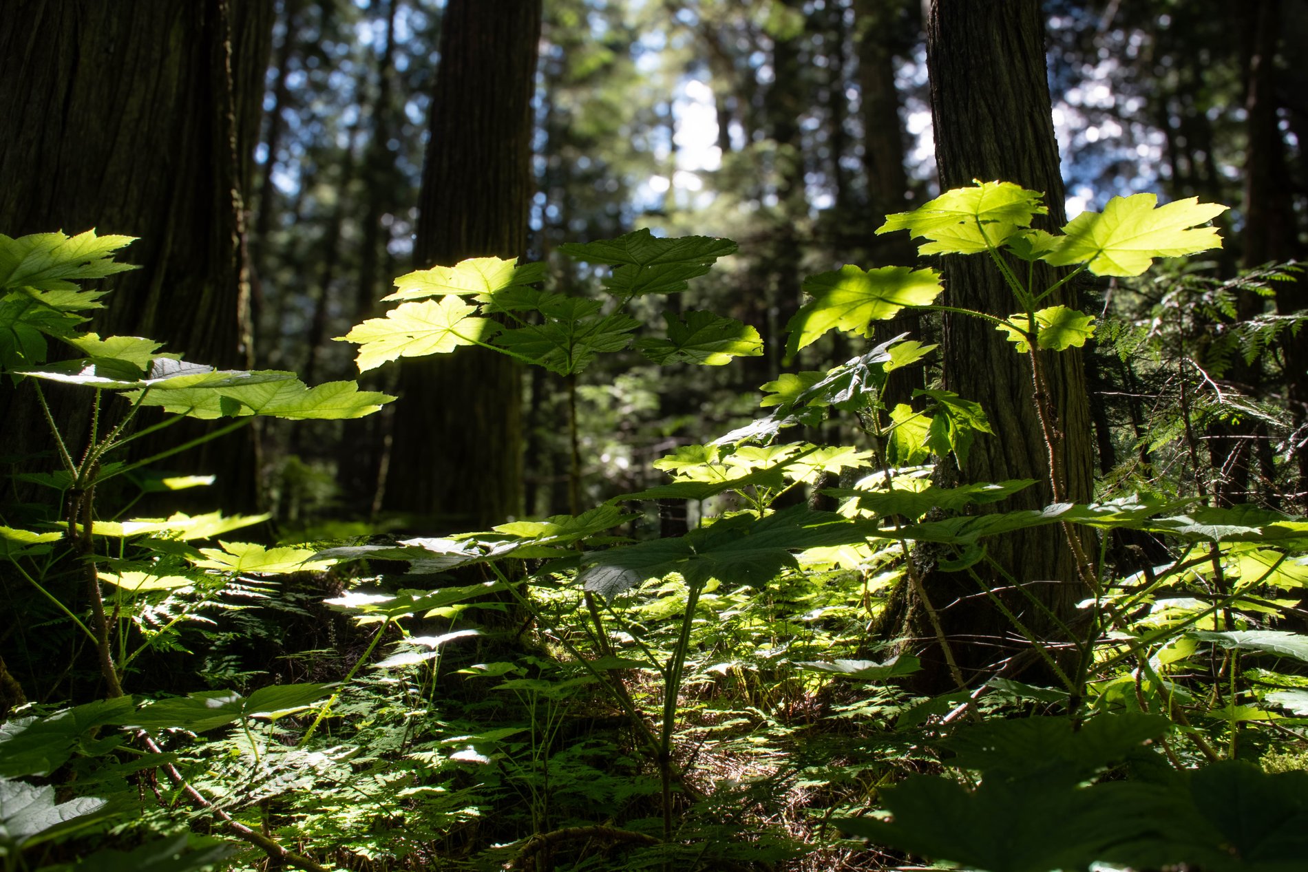 Devil's Club in the Robson Valley Undergrowth, British Columbia