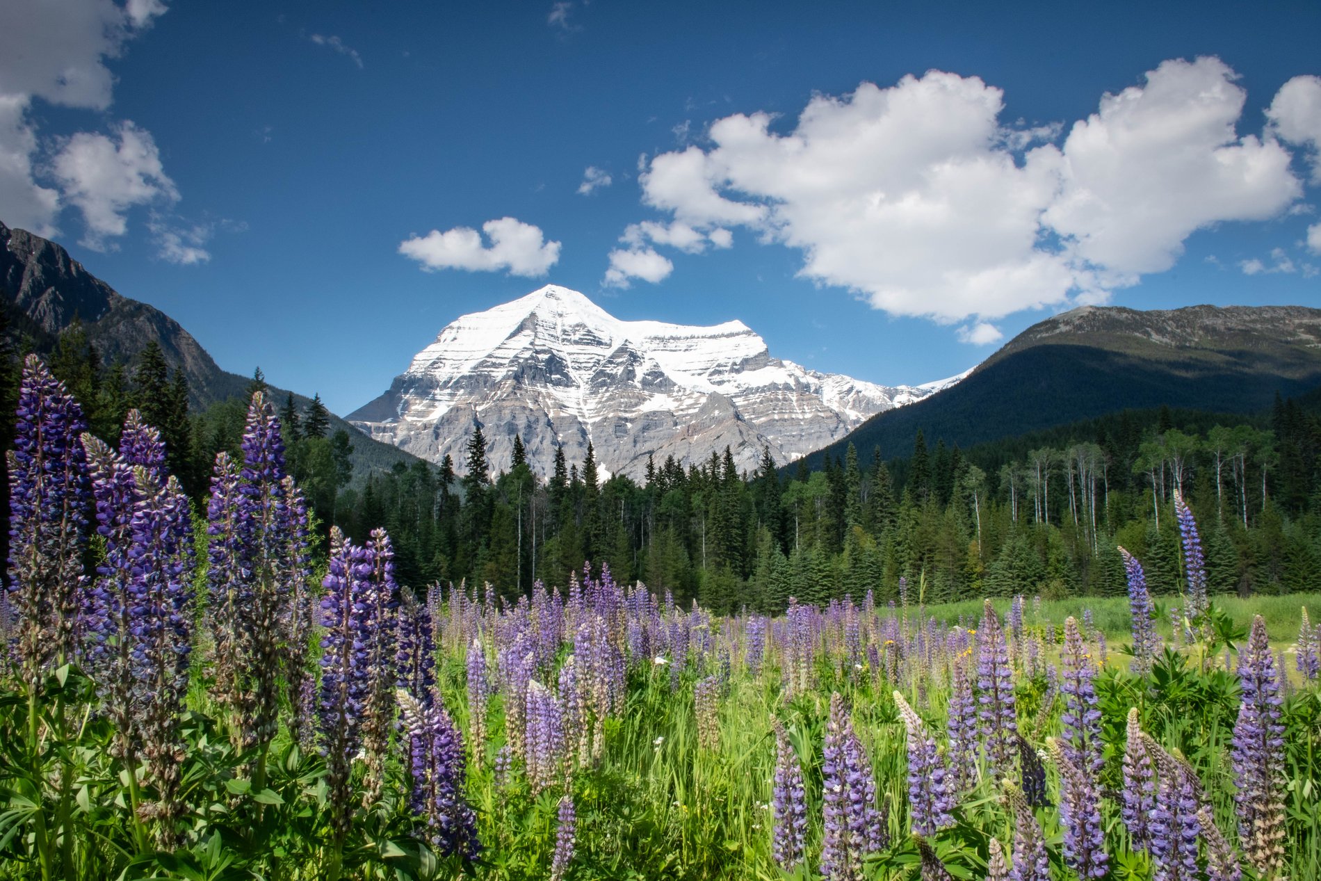 Wild Lupins Below Mount Robson, British Columbia