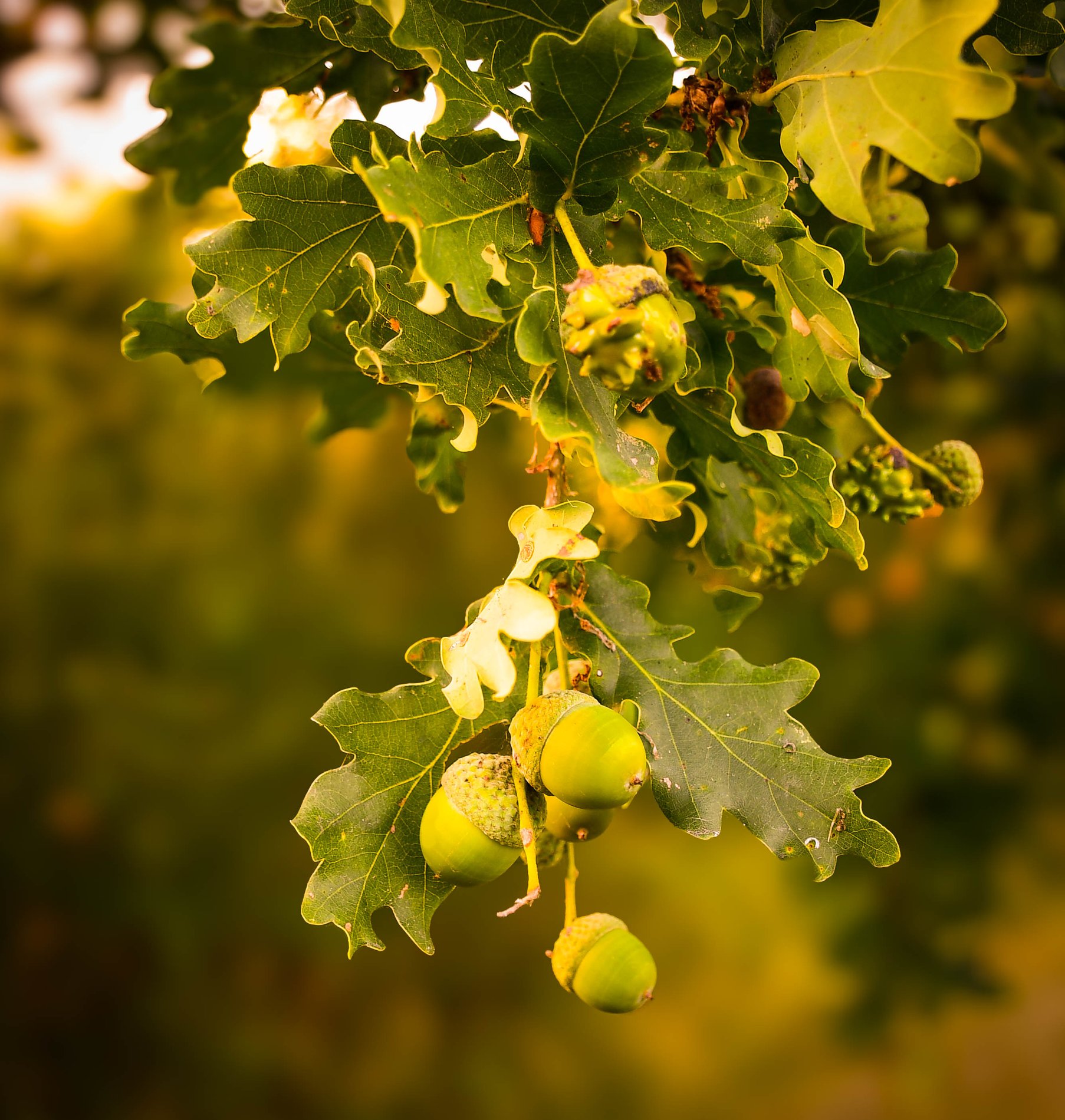 Oak and Acorns, Brampton Wood