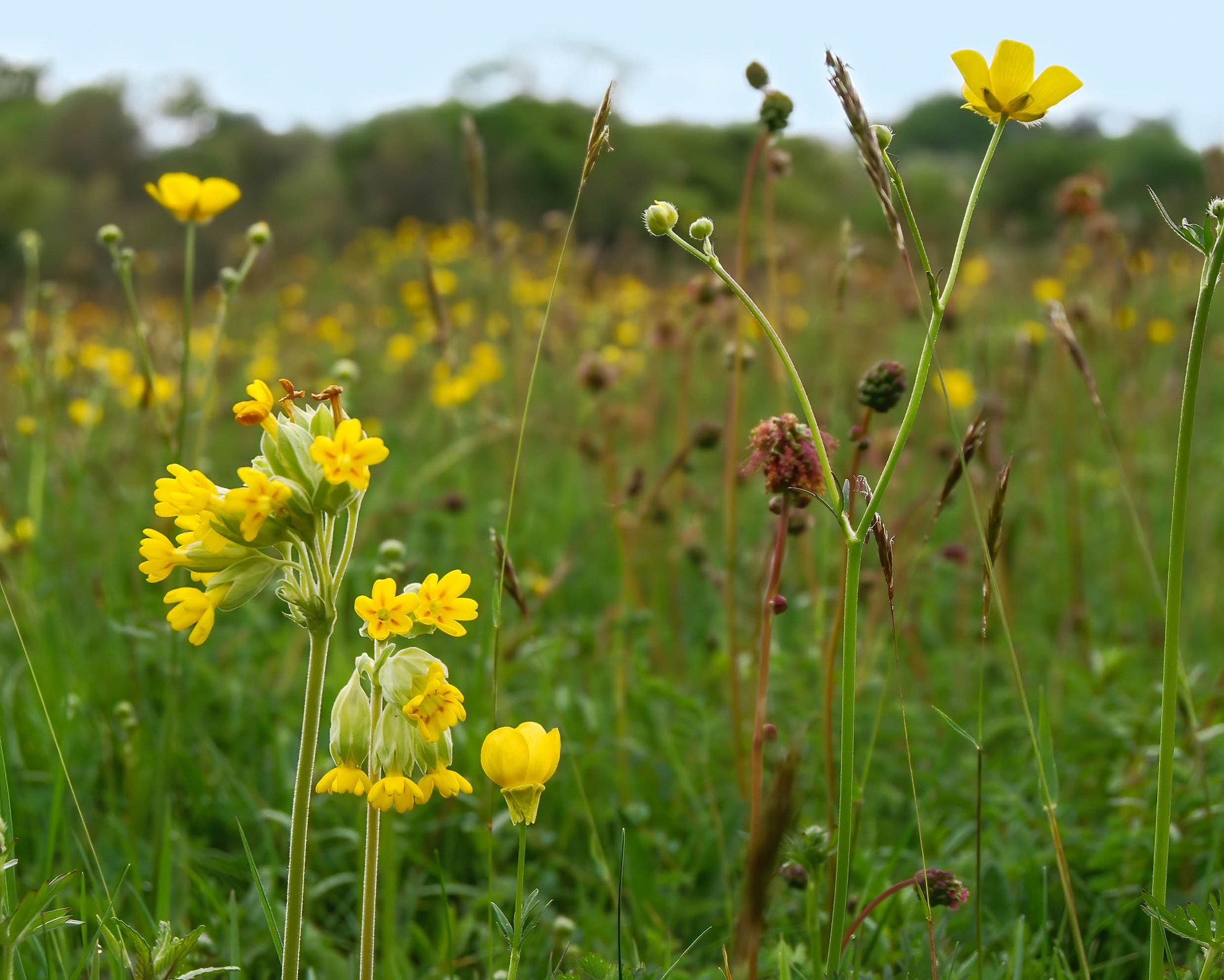 Spring Flowers at Houghton Meadows