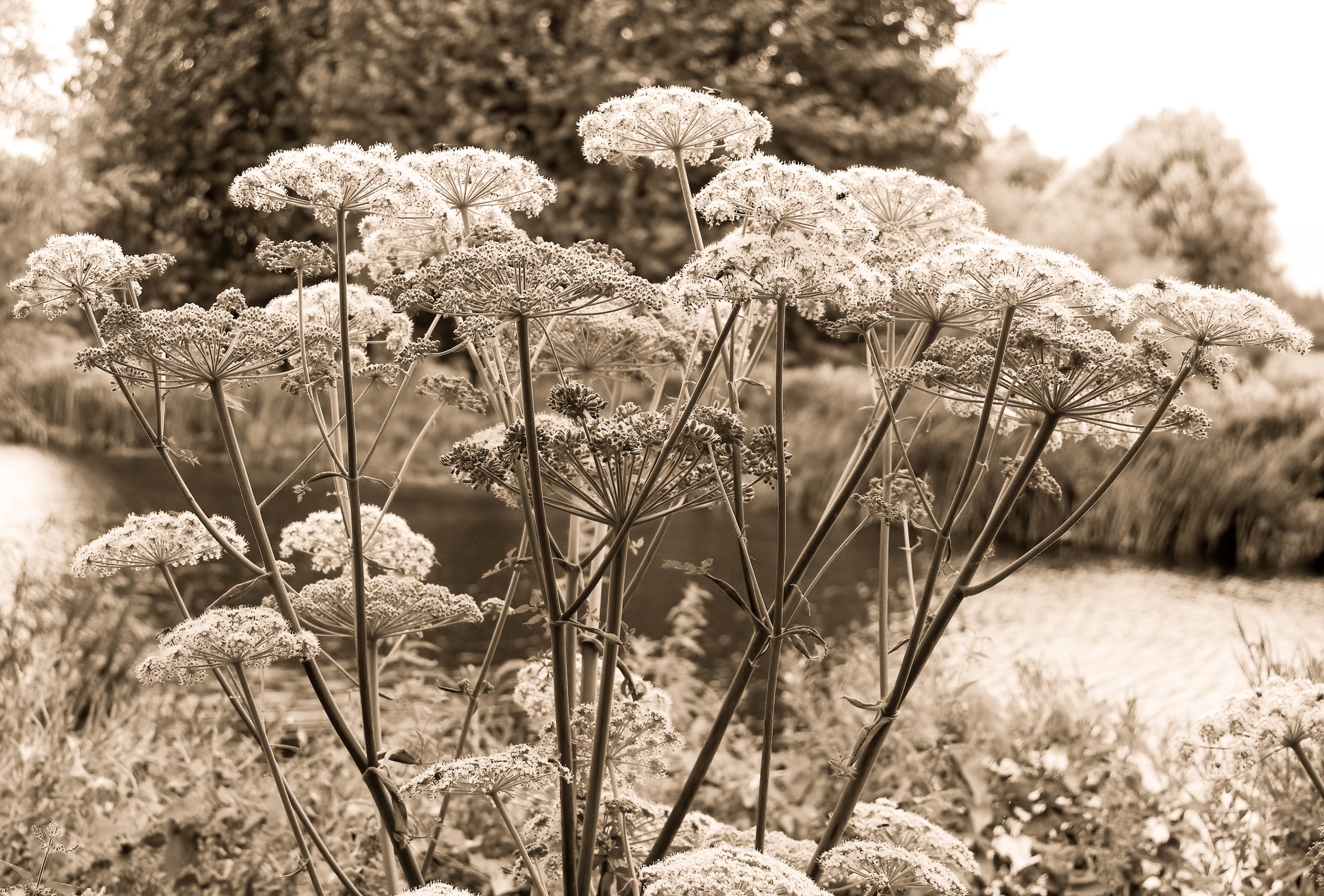 Cow Parsley, Cambridgeshire