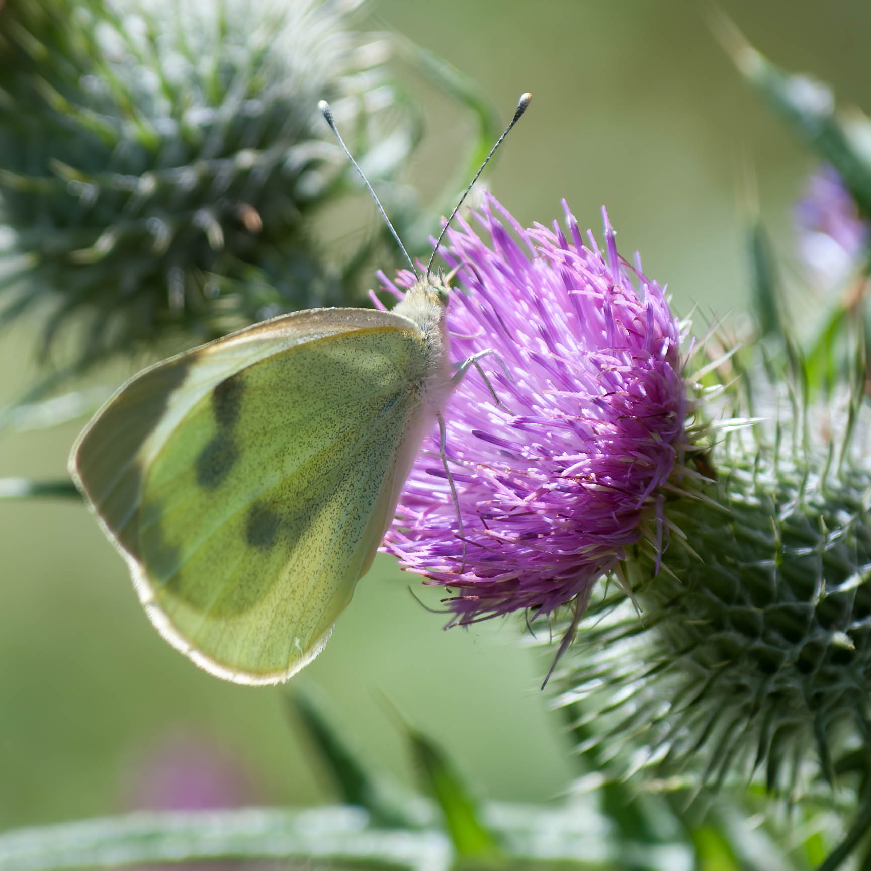 Butterfly on Thistle, Cambridgeshire