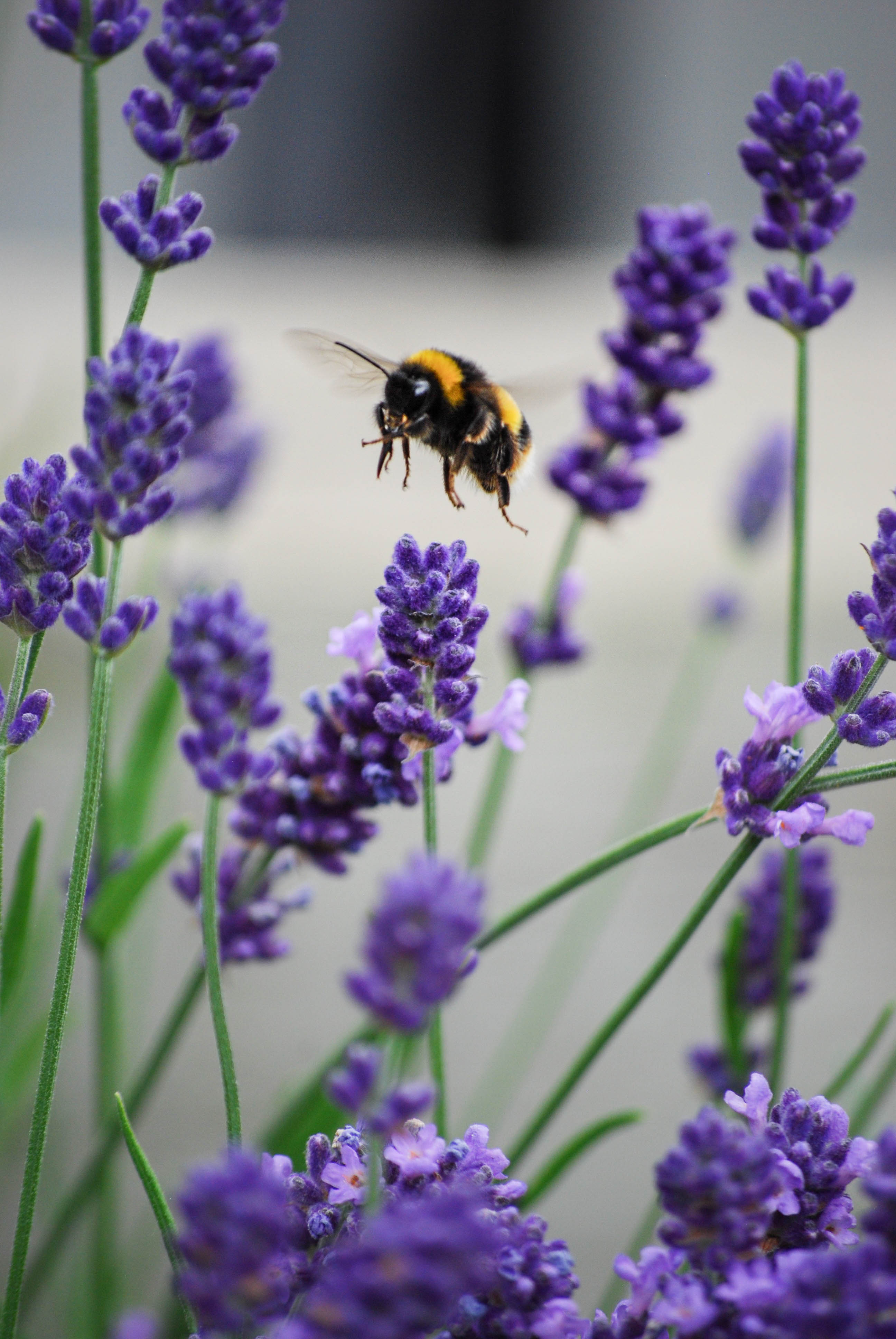 Bumblebee on Lavender, Cambridgeshire