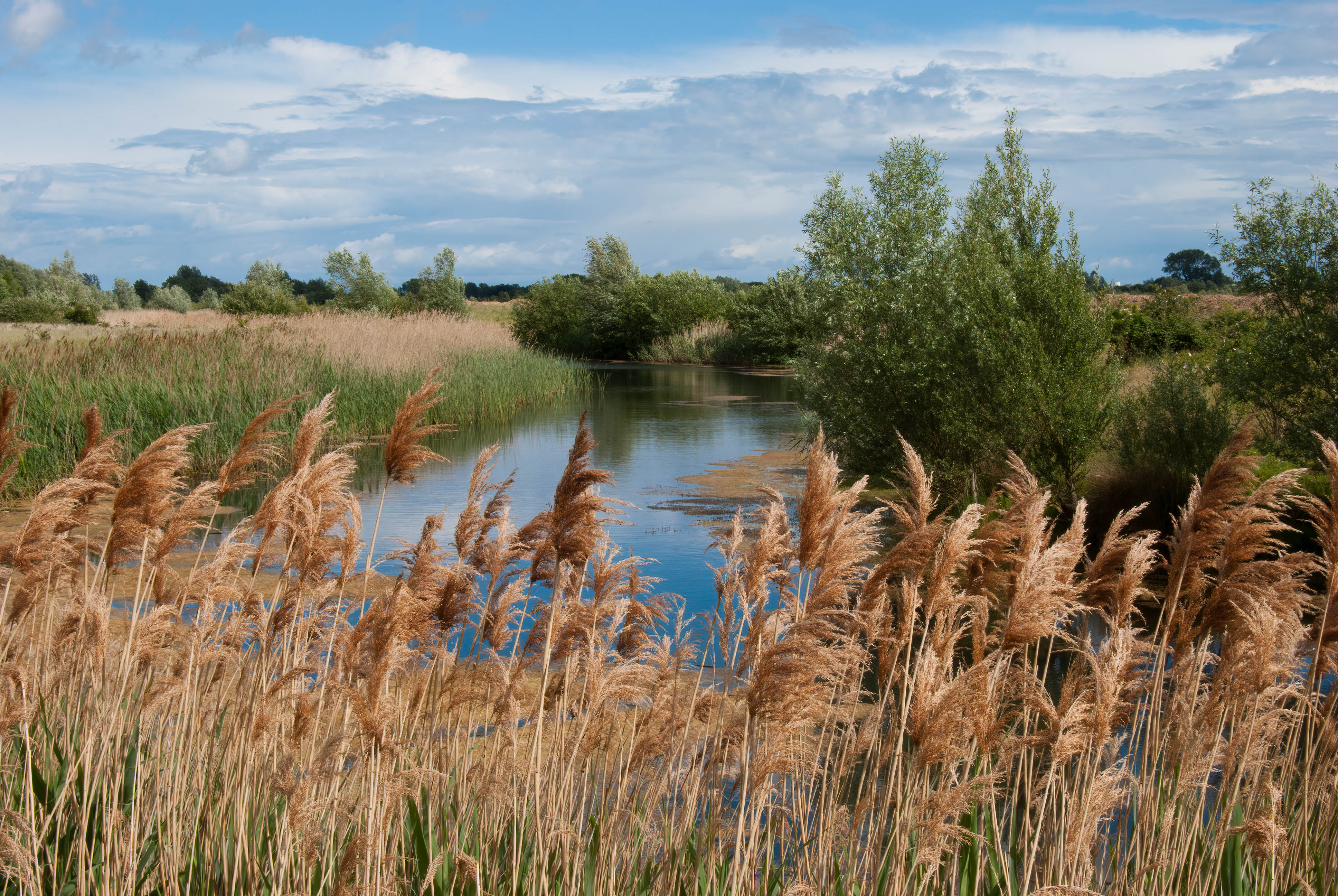 Ouse Fen Nature Reserve, Cambridgeshire