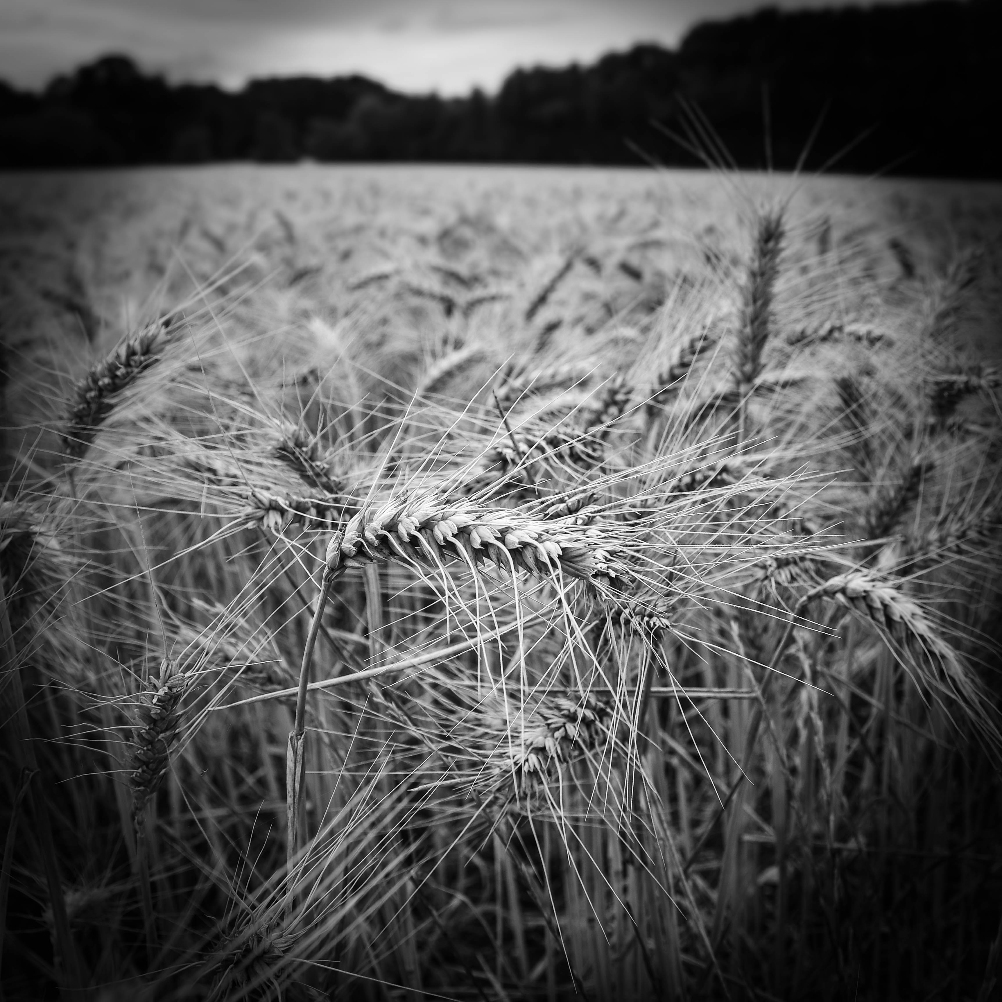 Wheat Field, Cambridgeshire