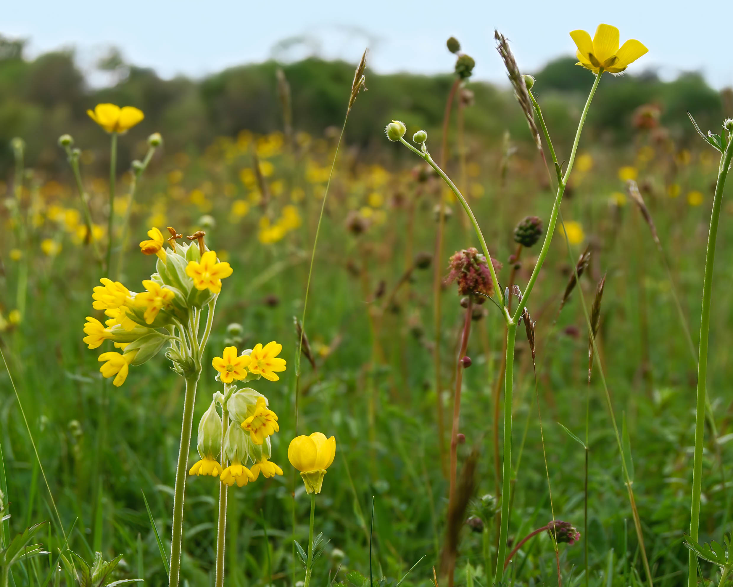 Spring Flowers at Houghton Meadows